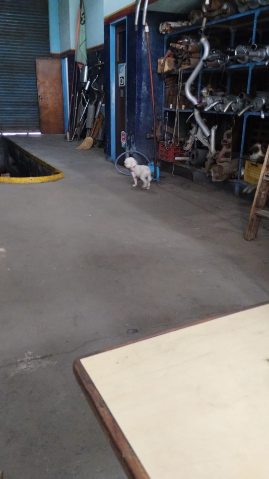 ALQUILER DE AMPLIO GALPON, EXCELENTE UBICACION EN ZONA COMERCIAL